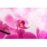 Orchidea vászonkép 002