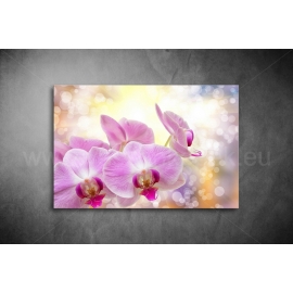 Orchidea Vászonkép 019