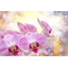 Orchidea Vászonkép 019