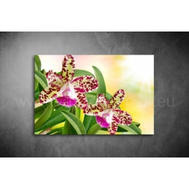 Orchidea Vászonkép 024