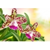 Orchidea Vászonkép 024