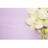 Orchidea Vászonkép 028