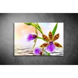 Orchidea Vászonkép 039