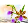 Orchidea Vászonkép 039