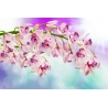 Orchidea Vászonkép 053