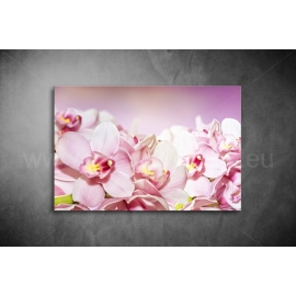 Rózsaszín Orchideák Vászonkép 067