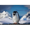 Pingvines Vászonkép 062