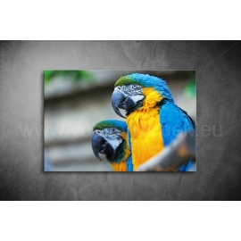 Papagájos Vászonkép 070