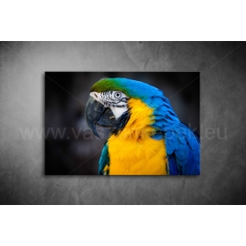 Papagájos Vászonkép 071