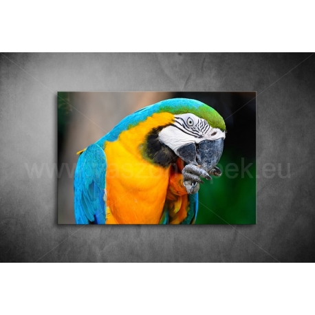 Papagájos Vászonkép 073