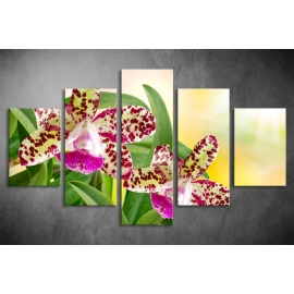 Többrészes Orchidea vászonkép 024 - (választható formák)