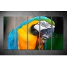 Többrészes Papagájos vászonkép 073 - (választható formák)